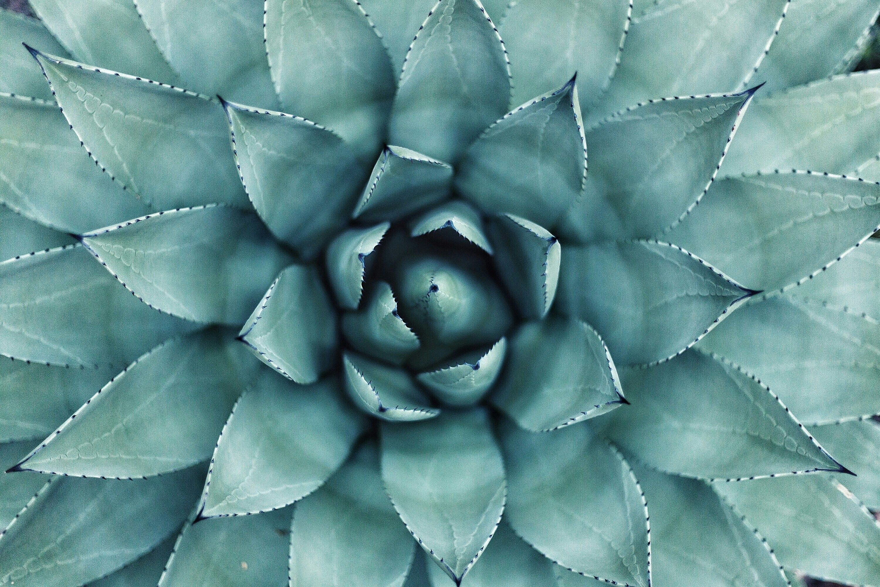 /slider/plant.jpg